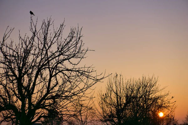 Silhouette Leafless Trees Orange Sunset Sky — Stock Photo, Image