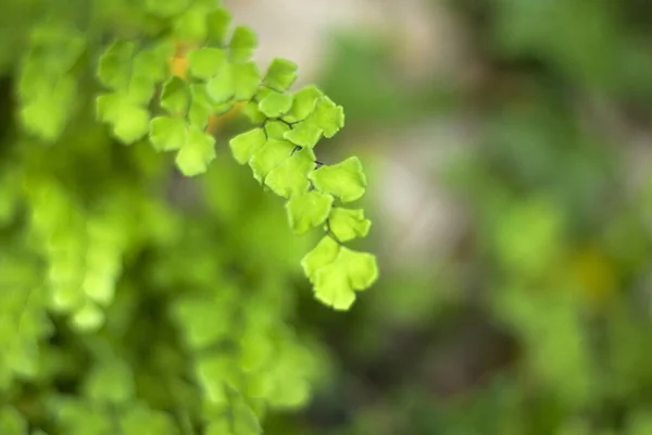 Selektiv Fokusbild Grön Växt Med Grön Suddig Bakgrund — Stockfoto