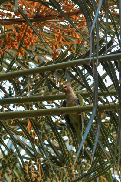 Vertical Shot Parrot Palm Tree Rome Italy — Stock Photo, Image