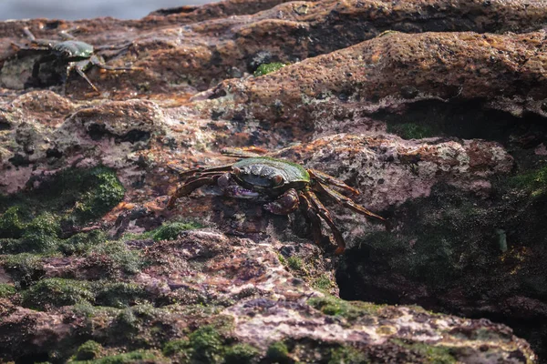 Eine Nahaufnahme Von Krabben Die Auf Einem Riesigen Felsen Kriechen — Stockfoto
