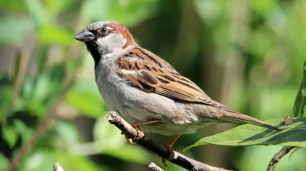 Gros Plan Moineau Perché Sur Branche — Photo