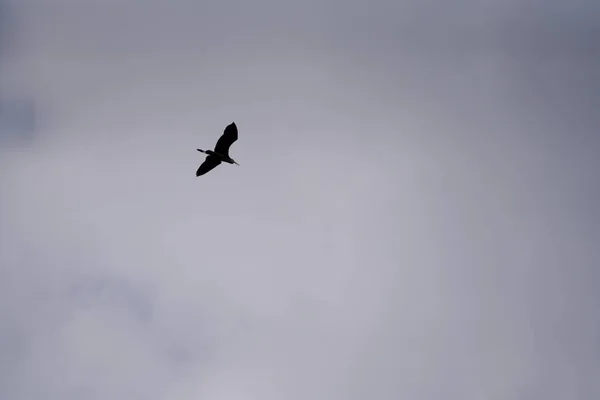 Silhouette Uccello Che Vola Nel Cielo — Foto Stock