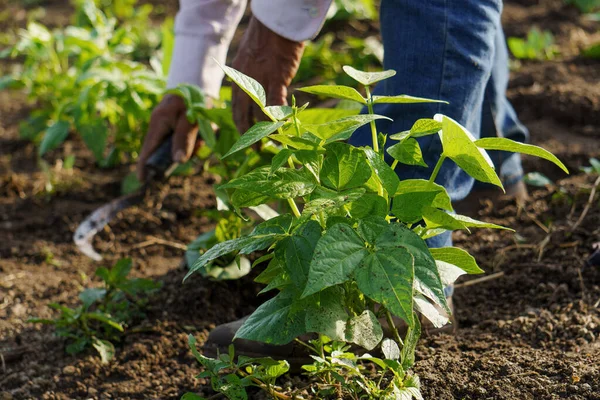 Närbild Latinamerikansk Bonde Som Arbetar Sin Plantage Mexiko — Stockfoto