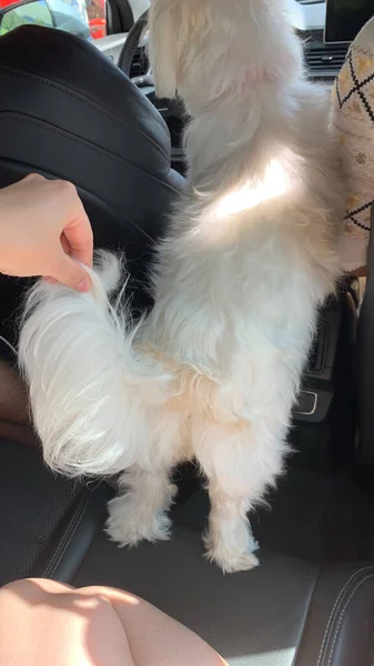 Plan Vertical Une Personne Jouant Avec Chien Bichon Dans Une — Photo