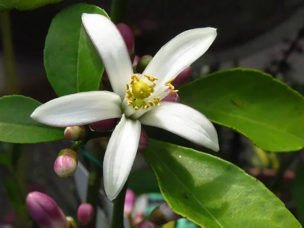 Close Uma Bela Flor Limão Branco Cercado Por Vegetação Exuberante — Fotografia de Stock