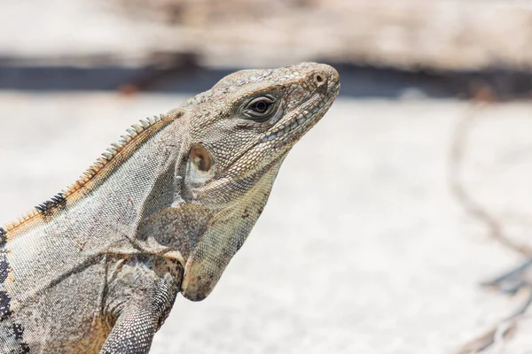 Közelkép Tüskés Farkú Iguanáról Ctenosaura Similis Szürke Alapon — Stock Fotó