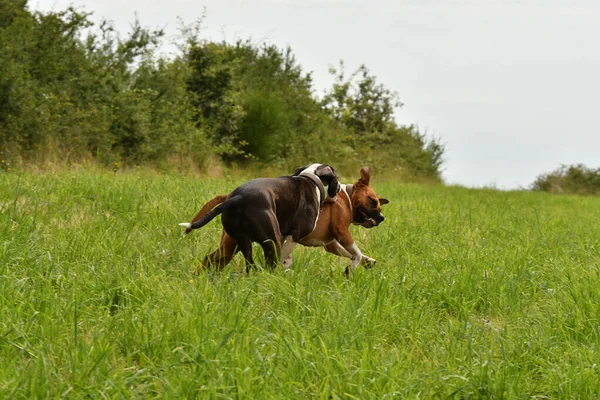 Dwa Amerykańskie Psy Staffordshire Terrier Bawią Się Razem — Zdjęcie stockowe