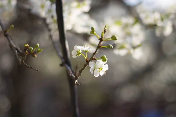 Tiro Seletivo Foco Das Flores Brancas Mola Nos Galhos Árvore — Fotografia de Stock