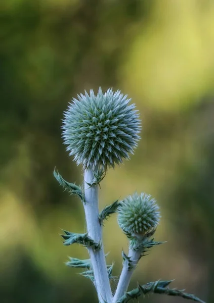 Vertikální Detailní Záběr Echinops Rozmazaném Pozadí — Stock fotografie