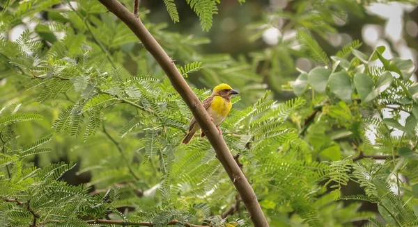 Ein Selektiver Fokusschuss Des Gelben Baya Webervogels Auf Einem Ast — Stockfoto