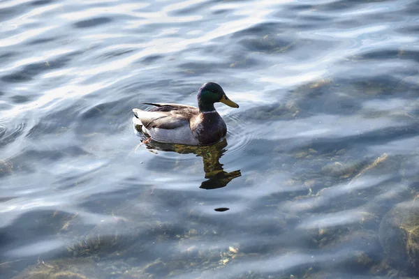 一只鸭子在池塘里游泳的特写镜头 — 图库照片