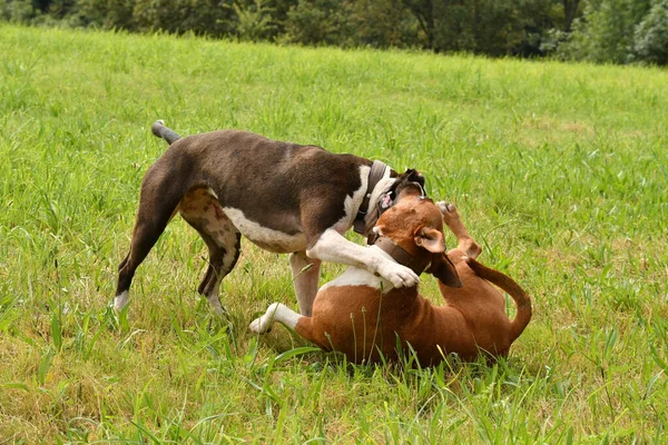 Dwa Amerykańskie Psy Staffordshire Terrier Bawią Się Razem — Zdjęcie stockowe