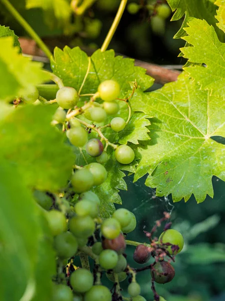 Vertical Shot Ripening Grapes Vineyard — Stock Photo, Image