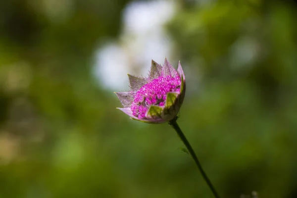 Een Selectieve Focus Van Astrantia Bloem Tegen Een Wazige Achtergrond — Stockfoto