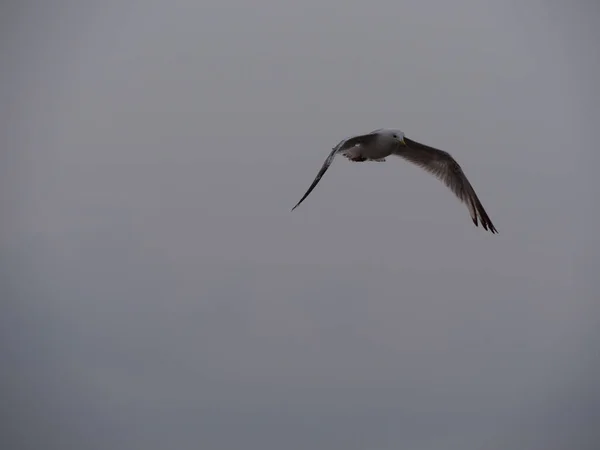 Closeup Shot Seagull Flying Foggy Skies — Stock Photo, Image