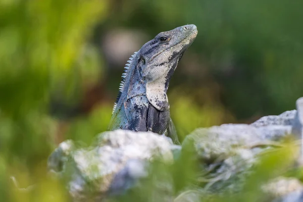 Szelektív Lövés Tüskés Farkú Iguana Ctenosaura Similis Közel Kövek Természet — Stock Fotó