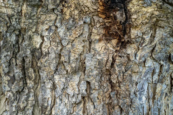 Gros Plan Une Texture Écorce Arbre — Photo