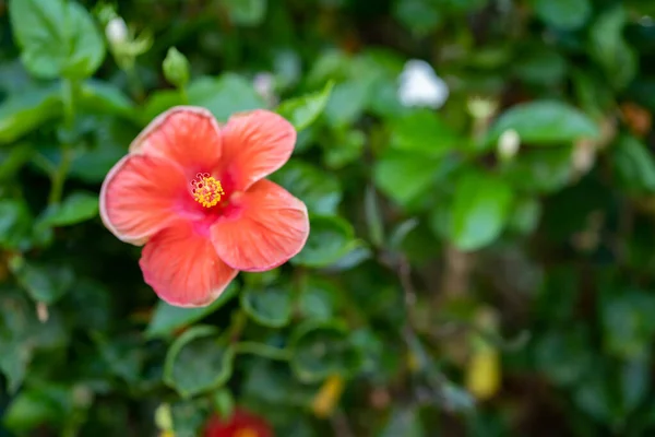 Gros Plan Hibiscus Rouge Sur Buisson Dans Jardin — Photo