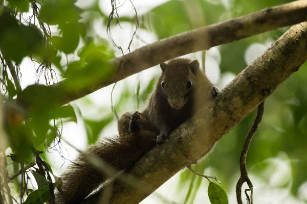 Plan Écureuil Gris Assis Sur Branche Arbre Regardant Vers Bas — Photo