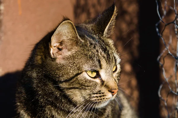 Sarı Gözlü Gri Bir Kedinin Portresi — Stok fotoğraf