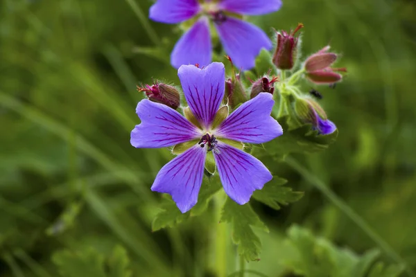 Blommande Geranium Blommor Ängen — Stockfoto