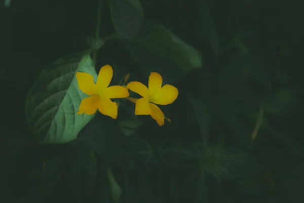 Όμορφα Κίτρινα Κρινάκια Στον Κήπο — Φωτογραφία Αρχείου