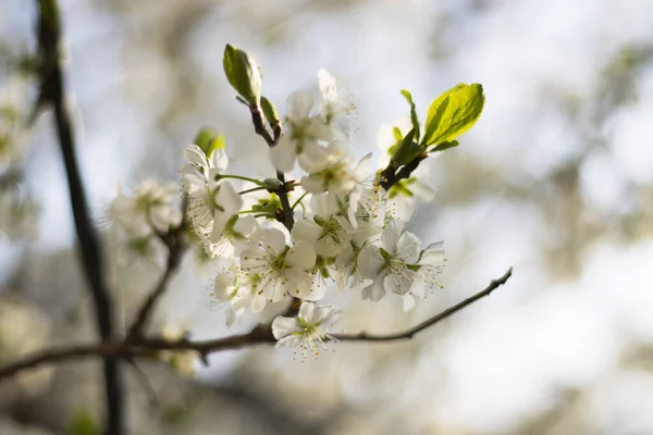 Selektivní Záběr Bílých Jarních Květů Větvích Stromů Bokeh — Stock fotografie