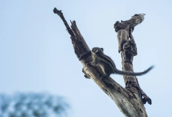 Tiro Esquilo Palma Cinza Subindo Galho Árvore Seca Com Céu — Fotografia de Stock