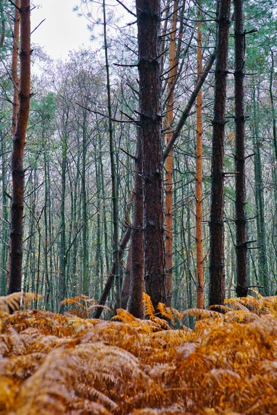 Plan Vertical Grands Pins Dans Une Forêt Avec Une Fougère — Photo