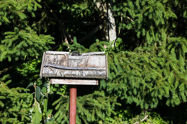 Une Enseigne Bois Altérée Devant Sapin — Photo