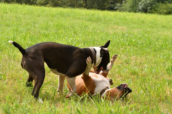 2匹のアメリカのスタッフォードシャー テリアの犬が一緒に遊んでいる — ストック写真
