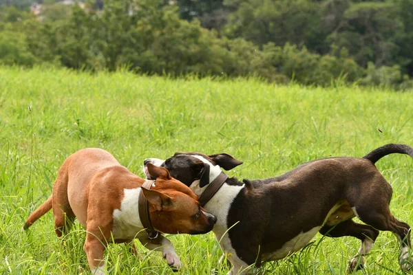 Két Amerikai Staffordshire Terrier Kutya Együtt Játszik — Stock Fotó