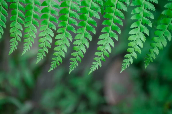 一种绿色蕨类植物的选择性聚焦拍摄 — 图库照片