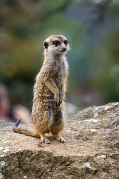 Tiro Perto Meerkat Pedra — Fotografia de Stock