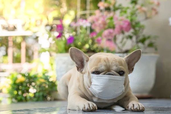 Tiro Close Bulldog Francês Marrom Bonito Uma Máscara Facial Deitada — Fotografia de Stock