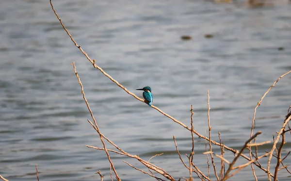 Gros Plan Oiseau Martin Pêcheur Perché Sur Une Brindille Dessus — Photo