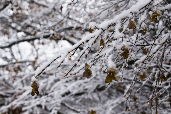 Närbild Skott Träd Grenar Täckta Snö — Stockfoto