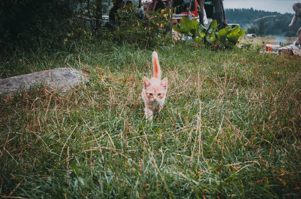 一只猫的特写镜头 — 图库照片