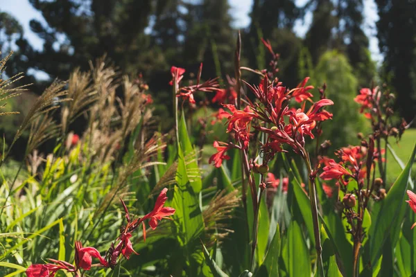 Tiro Foco Seletivo Belas Flores Vermelhas Crocosmia Florescendo Jardim — Fotografia de Stock