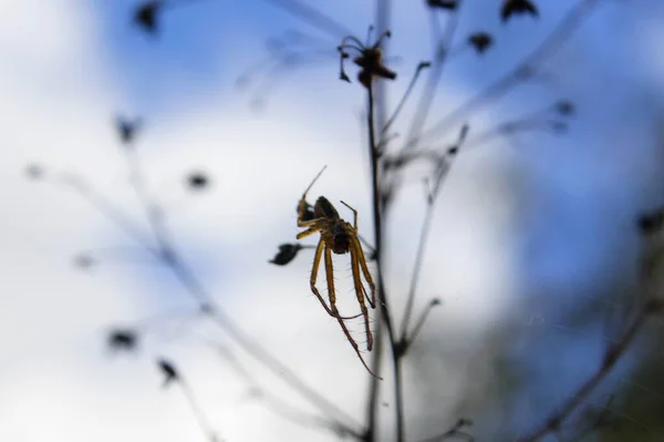 クモの選択的フォーカスショットのウェブ上でWi植物シルエットの背景 — ストック写真