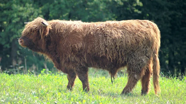 Primer Plano Del Ganado Highland Campo — Foto de Stock