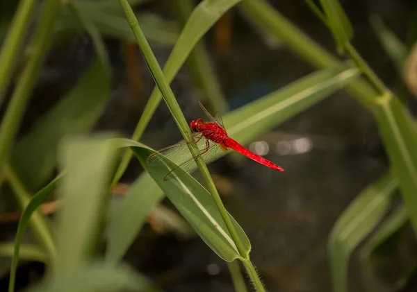 一只红色蜻蜓栖息在草地上的选择性聚焦镜头 — 图库照片