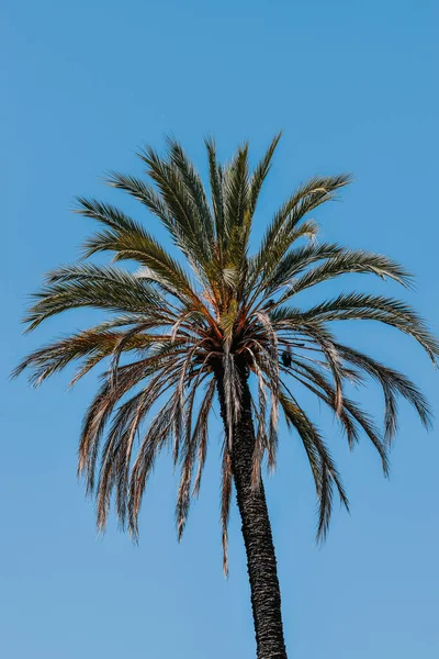 Вертикальный Снимок Пальмы Риме Италия — стоковое фото