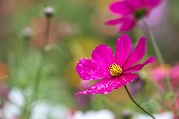 Gros Plan Une Fleur Cosmos Fond Flou — Photo