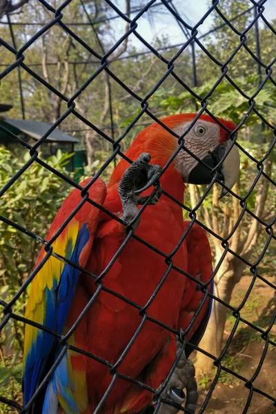 Tiro Vertical Guacamayo Escarlata Detrás Valla —  Fotos de Stock