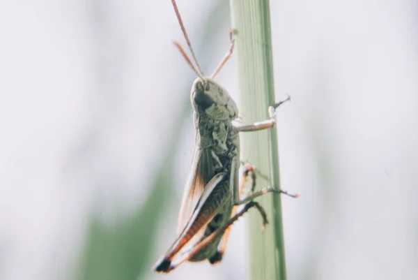 메뚜기의 선택적 — 스톡 사진