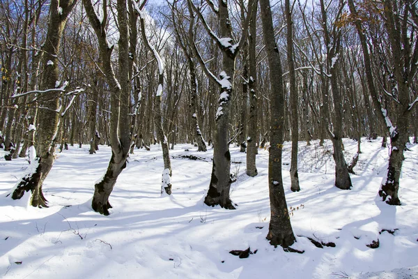 Une Vue Effrayante Une Forêt Hiver Géorgie — Photo