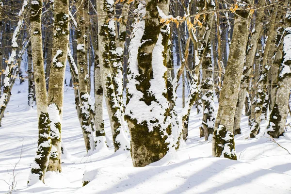Schładzający Widok Gołych Drzew Pokrytych Śniegiem Lesie Sabaduri Gruzji — Zdjęcie stockowe
