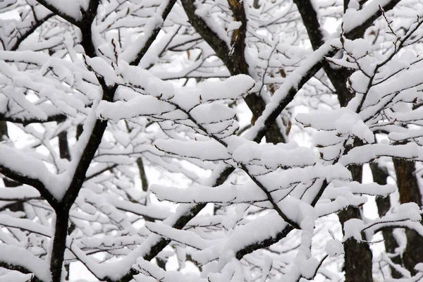 佐治亚州冬季森林里被雪覆盖的树木和树枝 — 图库照片