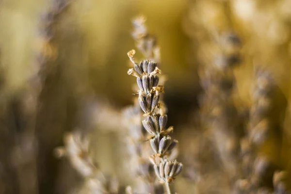 Selektiv Fokusbild Lila Blommor Trädgård Utomhus — Stockfoto